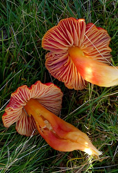 Hygrocybe splendidissima