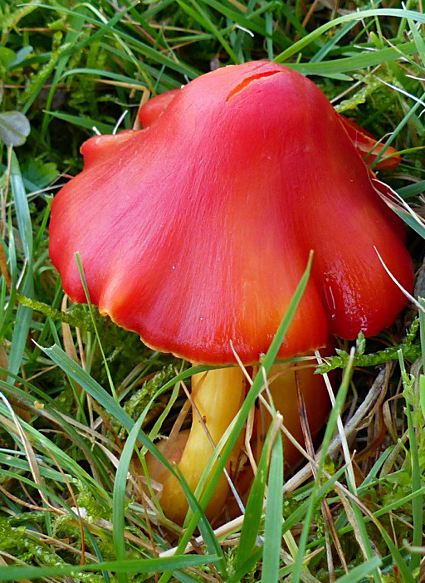 Hygrocybe splendidissima, double-stemmed form