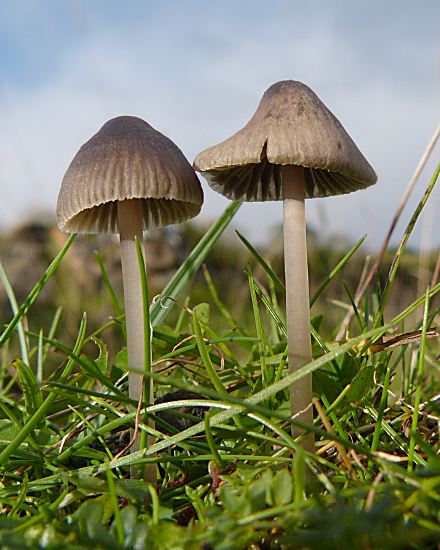 Mycena sp