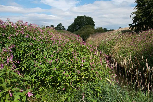 Himalayan Balsam