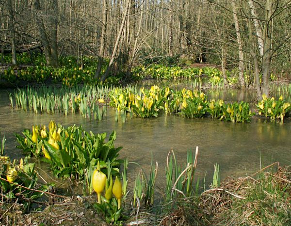 American Skunk Cabbage