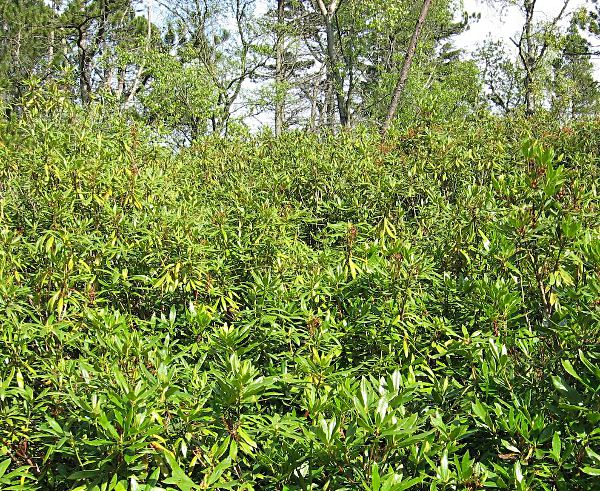 Rhododendron ponticum
