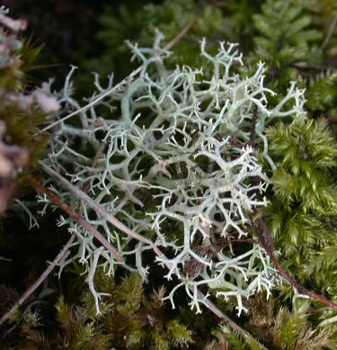Cladonia portentosa