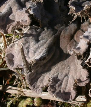 Peltigera membranacea