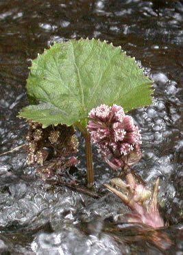 Petasites hybridus