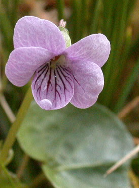 Viola palustris