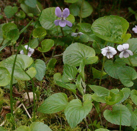 Viola palustris and Viola riviniana