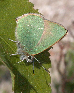 Callophrys rubi