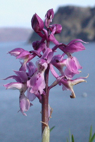 Orchis mascula