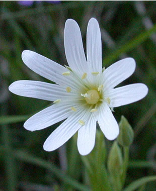 Stellaria holostea