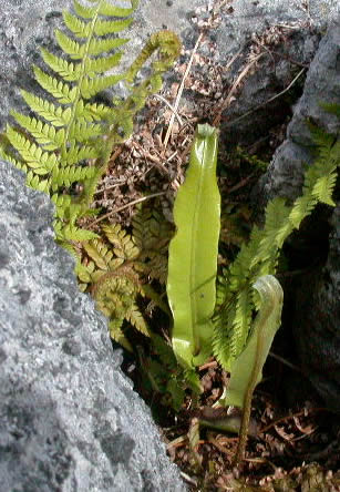 Asplenium scolopendrium
