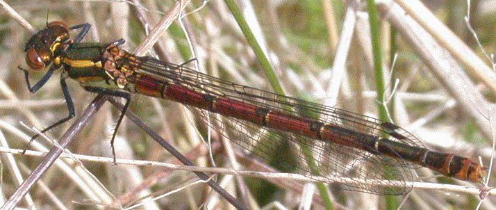 Pyrrhosoma nymphula