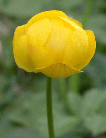 Trollius europaeus