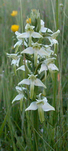 Platanthera chlorantha