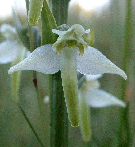 Platanthera chlorantha
