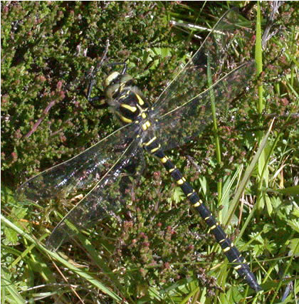 Cordulegaster boltonii