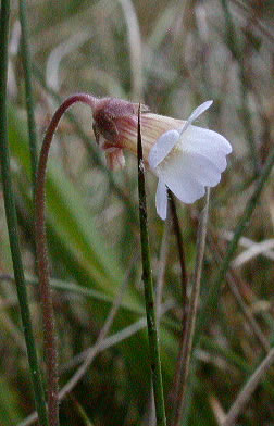 Pinguicula lusitanica