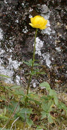 Trollius europaeus