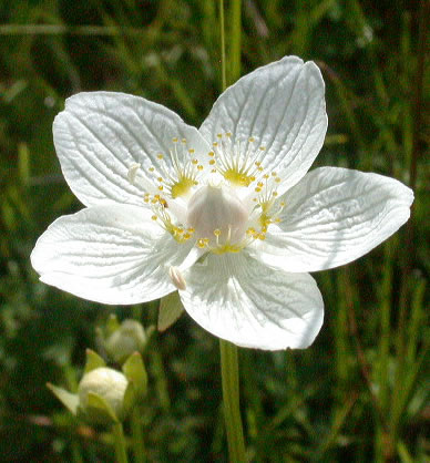 Parnassia palustris