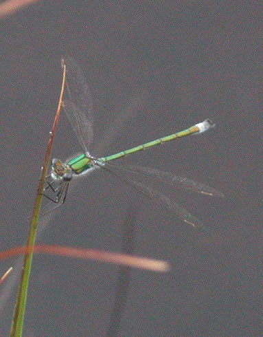 Lestes sponsa male