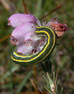 Ceramica pisi on Erica tetralix