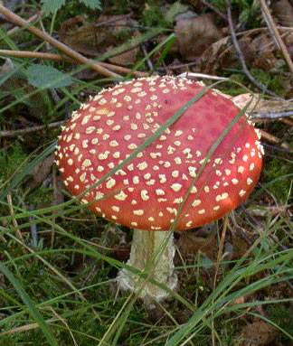 Amanita muscaria