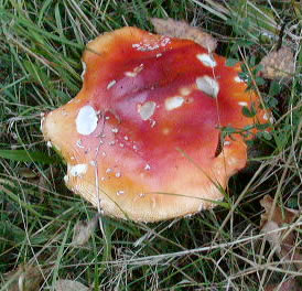 Amanita muscaria