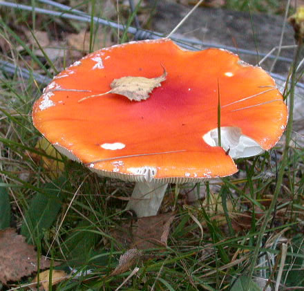 Amanita muscaria, faded to orange