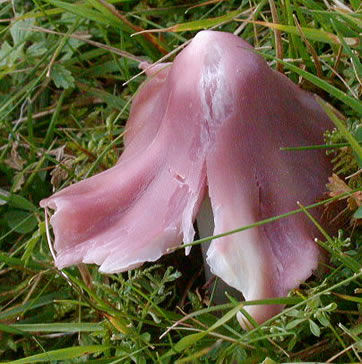 Hygrocybe calyptriformis
