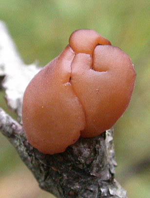 Exidia repanda
