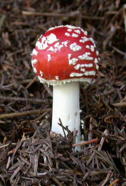 Amanita muscaria