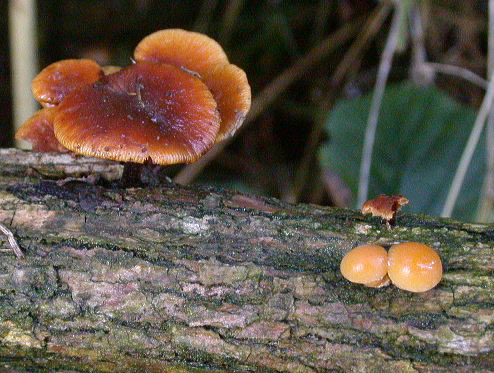 Flammulina velutipes on Ulex europaeus