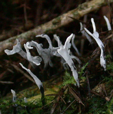 Xylaria hypoxylon
