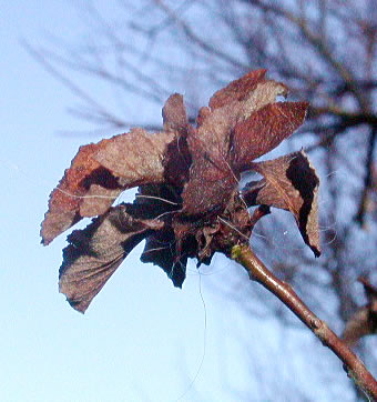 Rabdophaga rosaria