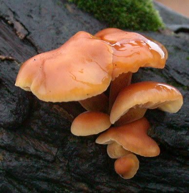 Flammulina velutipes