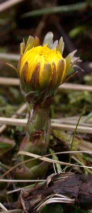 Tussilago farfara