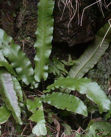 Asplenium scolopendrium