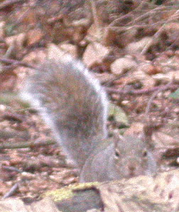 Sciurus carolinensis