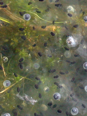 Frogspawn (Rana temporaria)