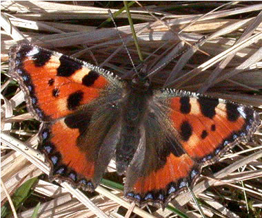 Aglais urticae