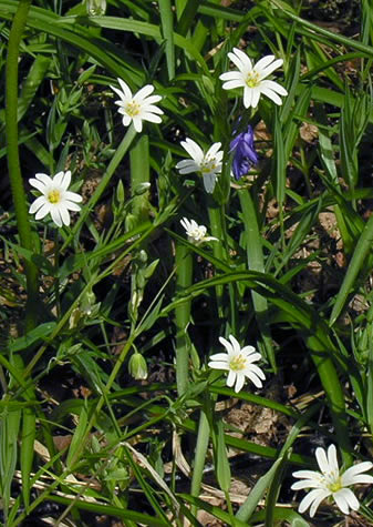 Stellaria holostea