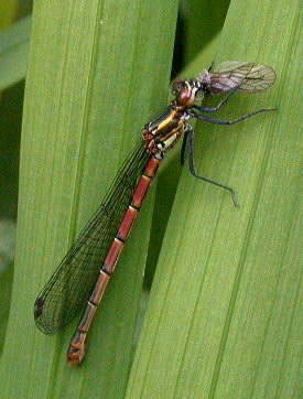 Pyrrhosoma nymphula - female