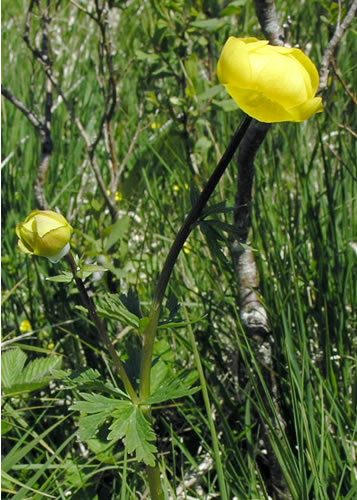 Trollius europaeus