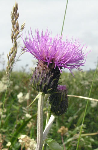 Cirsium heterophyllum