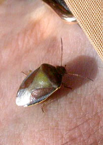 Piezodorus lituratus