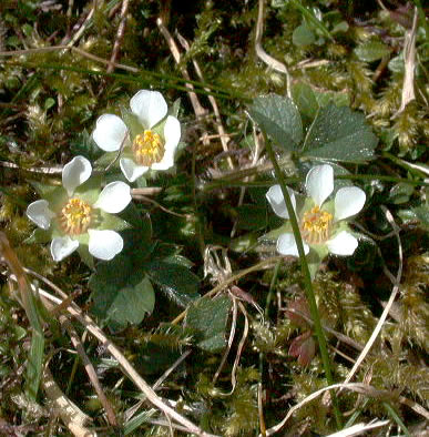 Potentilla sterilis