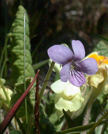 Viola palustris