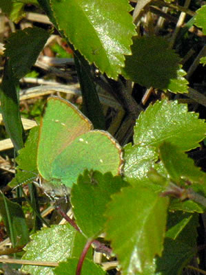 Callophrys rubi