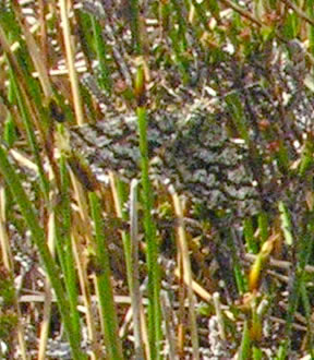 Ematurga atomaria