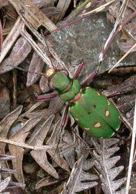 Cicindela campestris